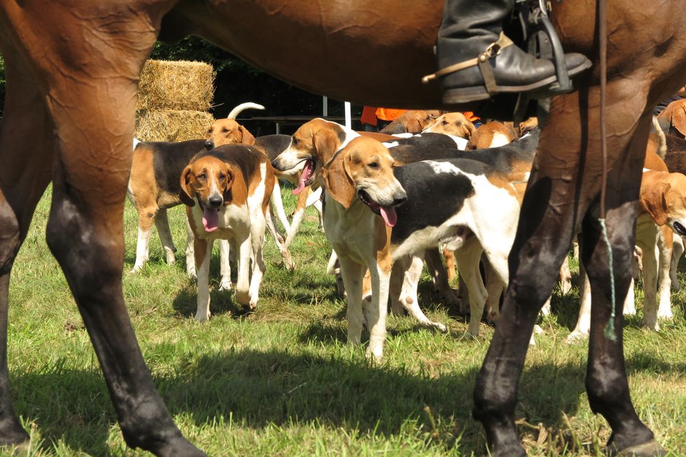 https://sf.lechasseurfrancais.com/wp-content/uploads/2021/07/st-forgeux-100-ans-chasse15.jpg