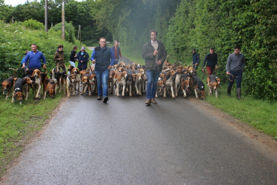 Une promenade de la meute de l’équipage de vénerie Du Rallye de Perseigne. Archives 2024. ©Le Perche.